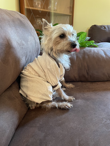 Westside Animal Clinic PC - Thumbnail