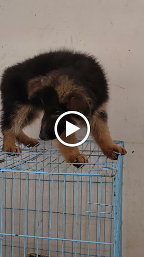 German shepherd male available post image