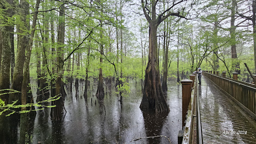 Cypress Swamp - Thumbnail