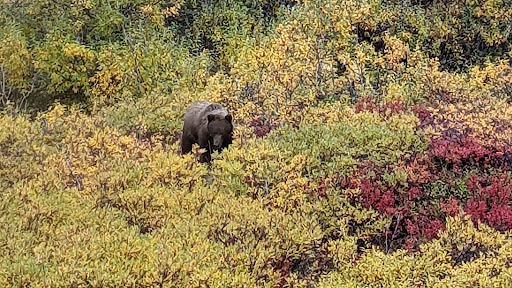 Denali Tundra Tours - Thumbnail