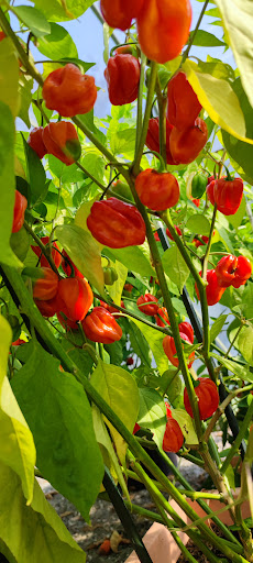 Chili Madness - Thumbnail