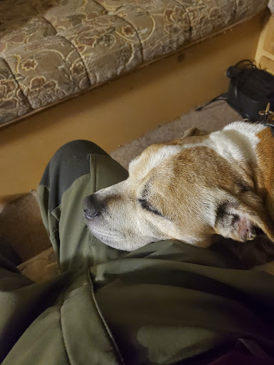 Borden Lane Veterinary Surgery - Thumbnail