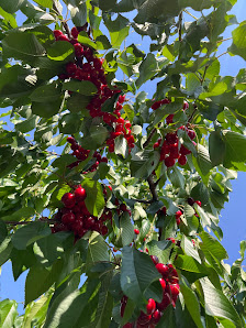 Paderno Frutta srl - Cazzago San Martino, BS