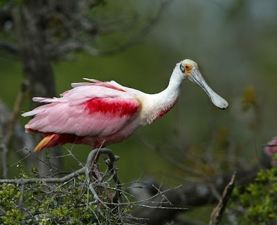 Photos of Port of the Islands Everglades Adventure Resort