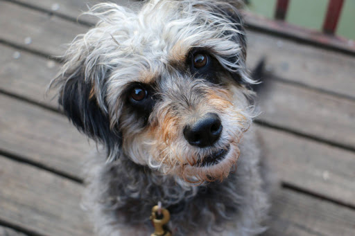 West Side Pet Hospital & Paw's Inn - Thumbnail