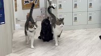 保護ねこ施設 CATS WELCARE キャッツウェルケア ドーム前店