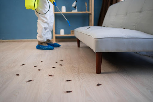 Certified Pest Control Experts | Bed Bug, Mosquito & Cockroach Treatment post image