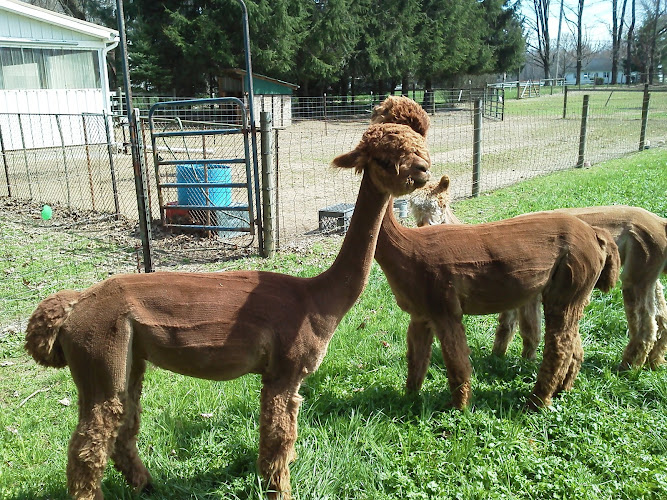 Hubbard Hill Alpaca Farm