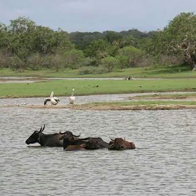 Photos of Yala National Park Camping