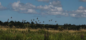 Photo n°26 de La Rosée du Soleil - Les Bateliers des Marais du Cotentin à Carentan-les-Marais (Agence d'excursions en bateau)
