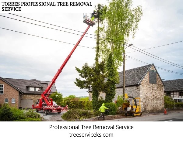 Torres Professional Tree Removal Service