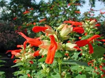 Fleurs et Senteurs à Hénansal