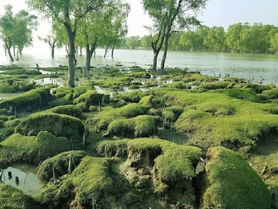 Photos of Mangrove Forest