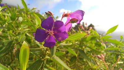 Photos of Hollywell Park