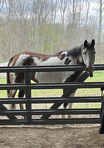 Metamora Complete Equine Vet