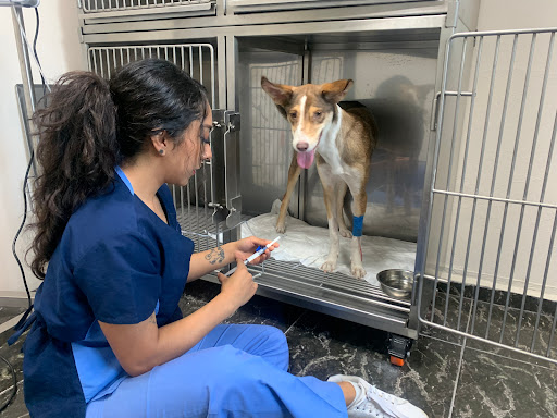 Hospital Veterinario WestCare Condesa