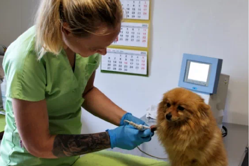 Yoga Veterinary Clinic Vet