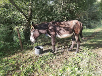 Association le bonheur des sabots sauvetage équidés à Cazavet