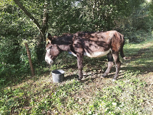 Photo n°1 de Association le bonheur des sabots sauvetage équidés à Cazavet (Association pour la protection des animaux)