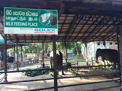 Photos of Pinnawala elephant orphanage park