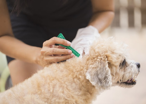Cadillac Vet Clinic - Thumbnail