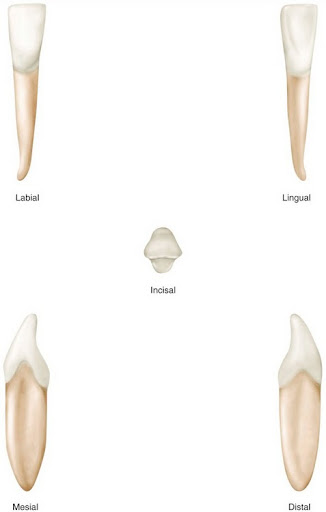 "Exciting news! Dr. Pratikshit Anand at Gupta Dental Clinic, Giridih, Jharkhand, specializes in r… post image