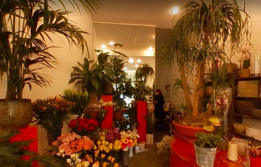 Dioni Fiori E Piante