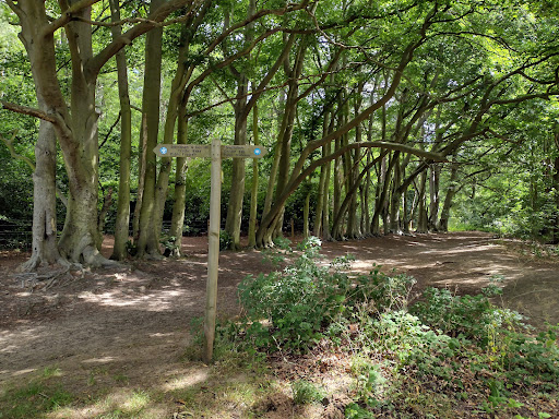 Snettisham Woods - Thumbnail