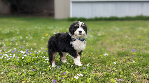 United Pets - Visual