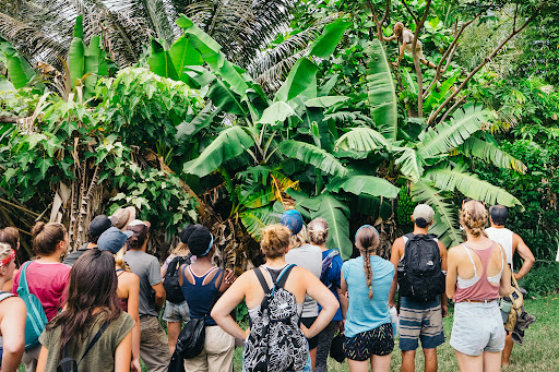 Big Island Farms