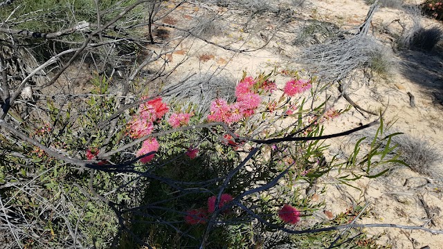 Nature's Window