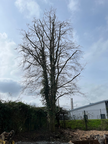 Dr Green Tree Surgeon Moira