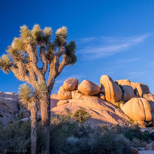 Joshua tree naturals