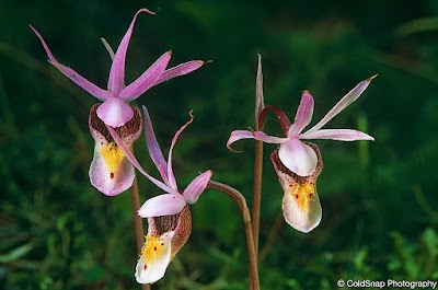 Pennington Bog Scientific and Natural Area (SNA)