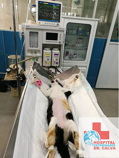clinica de especialidades y cirugía veterinaria, bienestar animal