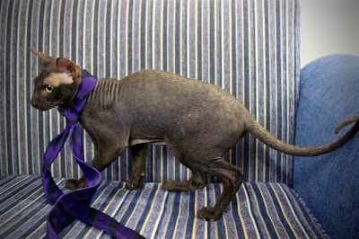 Photos of Beirut Cattery