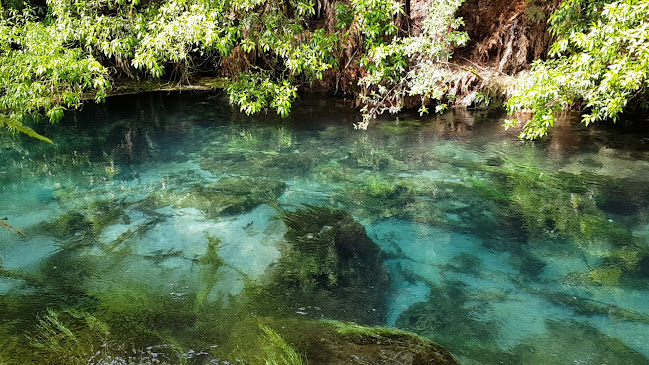 Comments and reviews of Te Waihou Blue Springs (Whites Road entrance)