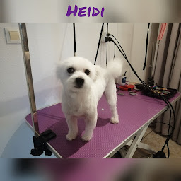 Photo n°22 de Amour des Chiens à Le Fleix (Toiletteur)
