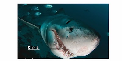 Photos of Shark Diving.co