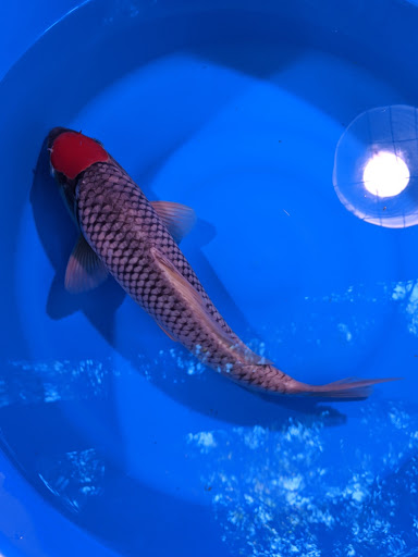 Uyeda Koi - Thumbnail