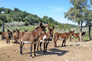 Photo n°7 de LE MAS PY à Céret (Attraction touristique)