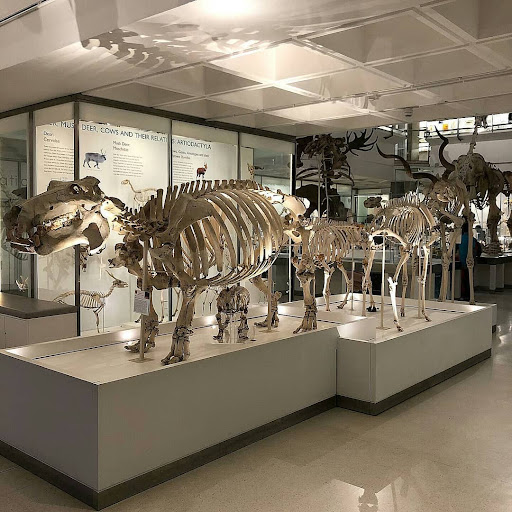 University Museum Of Zoology - Thumbnail