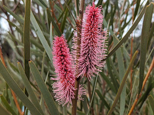 Candy’s Bush Reserve