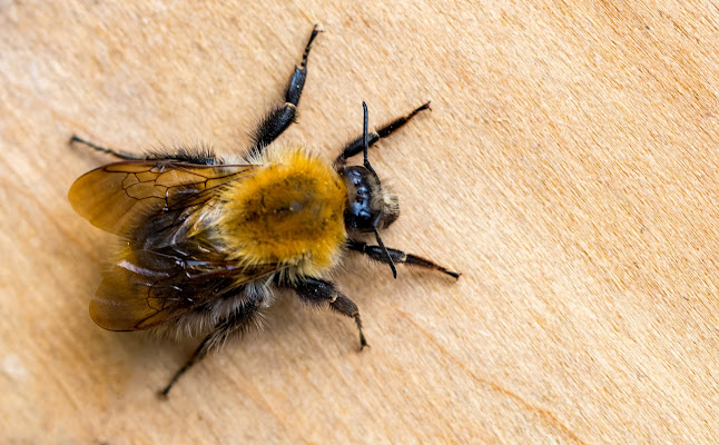 Reviews of EMS Pest Control in Lincoln - Pest control service