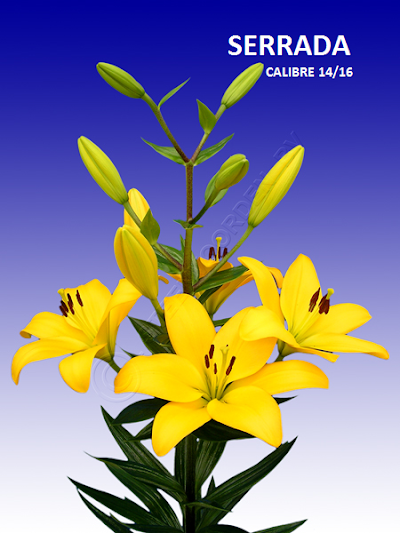 Photos of Sociedad Andes Flowers Limitada