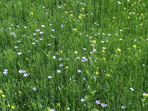 Photo n°5 de Les Jardins D'aestiv à Bâgé-Dommartin (Ferme bio)