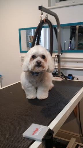 Kind and Gentle Dog Grooming - Thumbnail