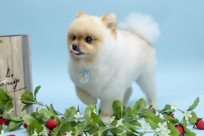 Dog Salon Gorori │ ドッグサロンゴロリ