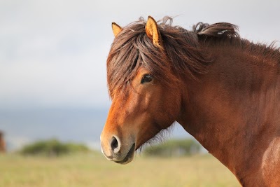 Photos of S&oacute;lvangur Icelandic Horse Center