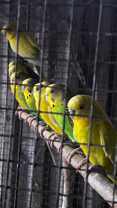 Photos of Shanthi Pet Shop